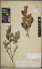 Foto von Salix lapponum L.